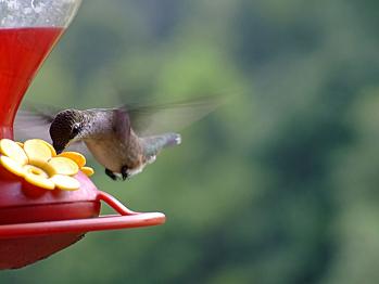 Jamaica Bird feeding tour